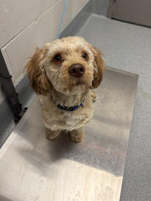 Shelter Stray Male Dog last seen Near, 5001 E Raymond St, Indianapolis, IN 46203, USA