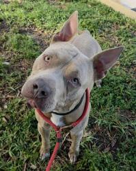 Shelter Stray Male Dog last seen Near BLOCK N A1A, FORT LAUDERDALE FL 33304, 2400 SW 42nd St, Fort Lauderdale, FL 33312, USA
