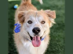 Shelter Stray Male Dog last seen , 957 N Gaffey St, San Pedro, CA 90731, USA