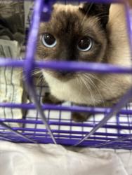 Shelter Stray Female Cat last seen , 957 N Gaffey St, San Pedro, CA 90731, USA