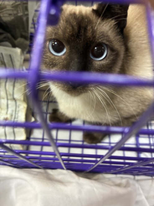 Shelter Stray Female Cat last seen , 957 N Gaffey St, San Pedro, CA 90731, USA