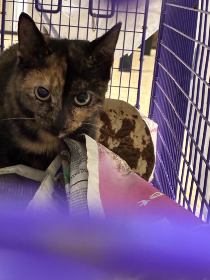 Shelter Stray Female Cat last seen , 957 N Gaffey St, San Pedro, CA 90731, USA