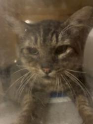 Shelter Stray Male Cat last seen , 957 N Gaffey St, San Pedro, CA 90731, USA