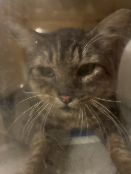 Shelter Stray Male Cat last seen , 957 N Gaffey St, San Pedro, CA 90731, USA