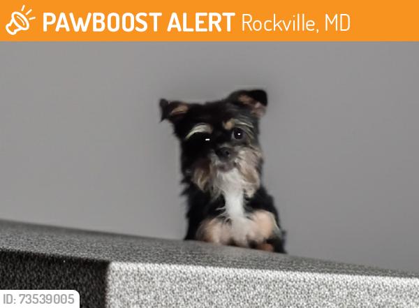 Found/Stray Female Dog last seen N. Horners Lane Rockville, MD, Rockville, MD 20850