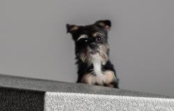 Found/Stray Female Dog last seen N. Horners Lane Rockville, MD, Rockville, MD 20850
