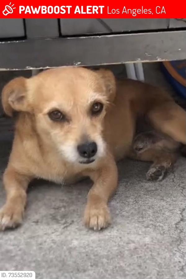Lost Male Dog last seen Central ave and 79th st, Los Angeles, CA 90001