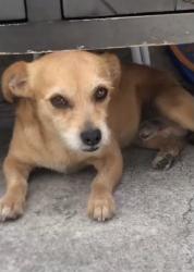 Lost Male Dog last seen Central ave and 79th st, Los Angeles, CA 90001