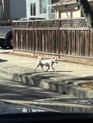 Found/Stray Unknown Dog last seen Foothill across the street from big church, Hayward, CA 94541