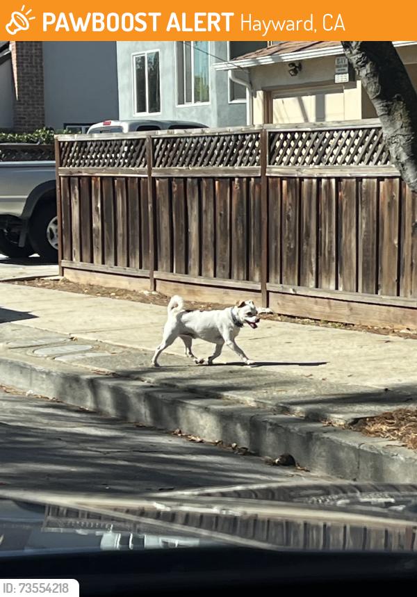 Found/Stray Unknown Dog last seen Foothill across the street from big church, Hayward, CA 94541