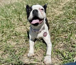 Reunited Female Dog last seen Tri Lakes, Windsor Resevoir #8, Rix Rd. CR 11, Fort Collins, CO 80524
