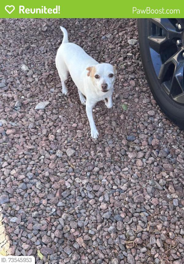Reunited Unknown Dog last seen Barrington bridge Ave. court area, Las Vegas, NV 89122