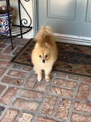 Found/Stray Unknown Dog last seen Hartman st.,Orange, Orange, CA 92865