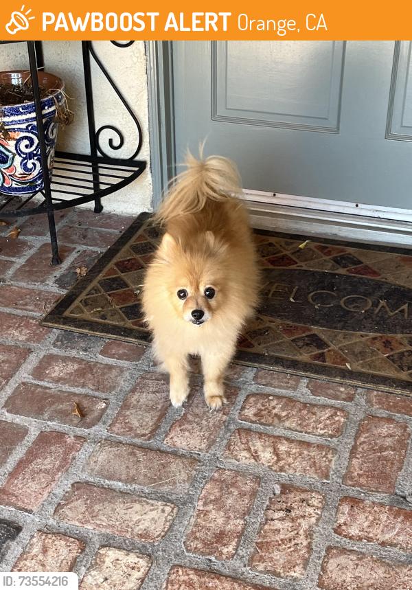 Found/Stray Unknown Dog last seen Hartman st.,Orange, Orange, CA 92865
