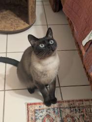 Reunited Male Cat last seen Isle of wright, weatherbee, Orlando, FL 32837