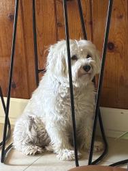 Reunited Female Dog last seen by the monastery, Pomona, CA 91767