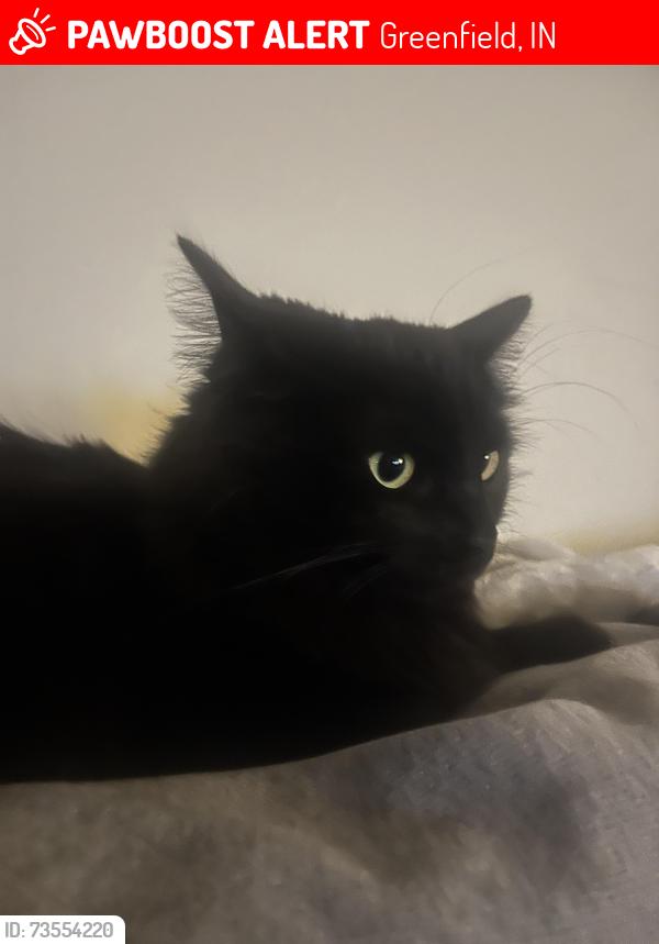 Lost Female Cat last seen Greenfield rest area, Greenfield, IN 46140