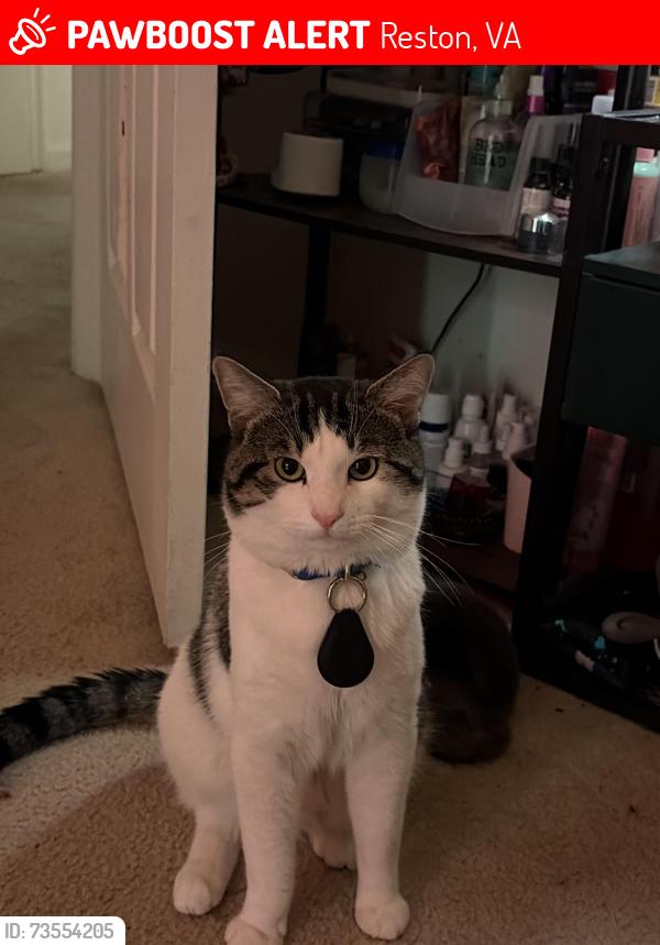 Lost Male Cat last seen Near north point ct Reston 20194 Virginia, Reston, VA 20194