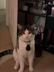Lost Male Cat last seen Near north point ct Reston 20194 Virginia, Reston, VA 20194