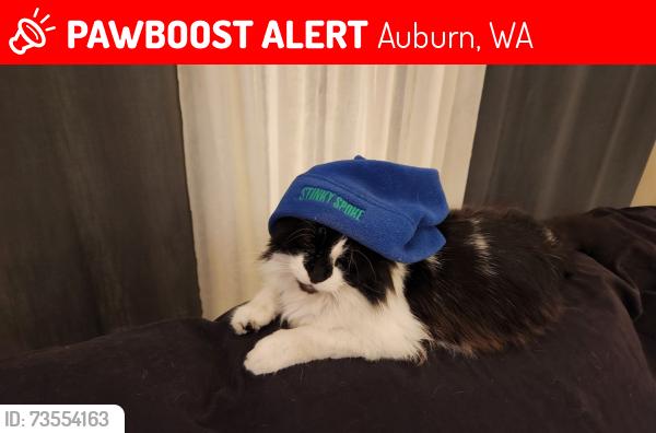 Lost Male Cat last seen Auburn Way north and 8th street. Fred Meyer, Auburn, WA 98002