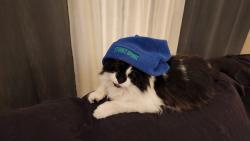 Lost Male Cat last seen Auburn Way north and 8th street. Fred Meyer, Auburn, WA 98002