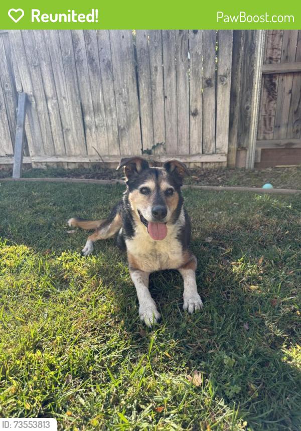 Reunited Female Dog last seen W Taron Dr, Elk Grove, CA 95757
