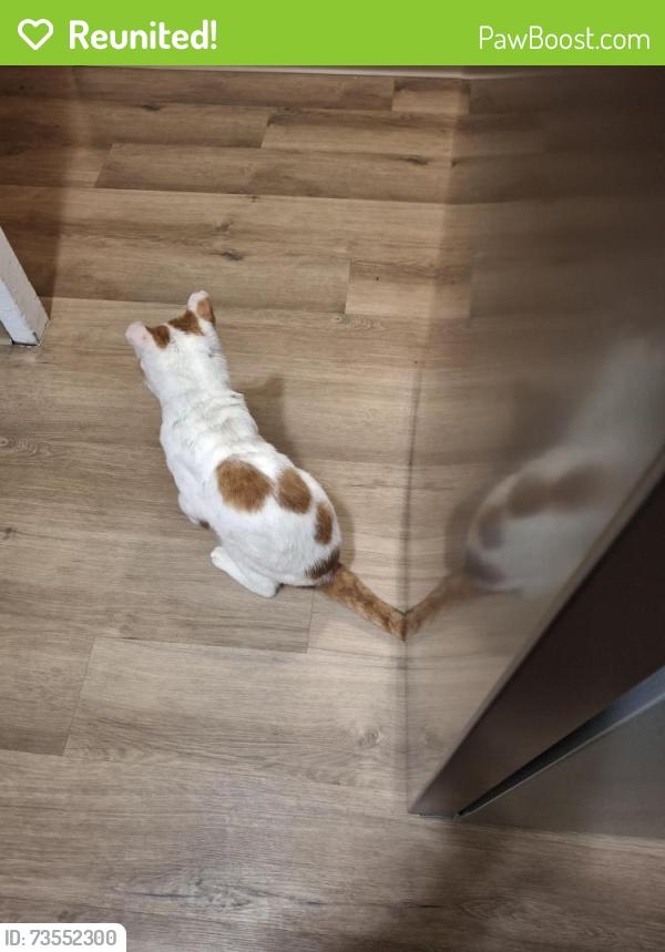 Reunited Male Cat last seen Home Depot, Liverpool, NY 13090