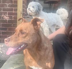 Reunited Female Dog last seen Near E 5th St, Chillicothe, Oh, Chillicothe, OH 45601