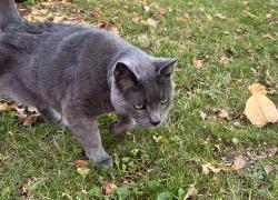Lost Unknown Cat last seen Front porch, Syracuse, NY 13210