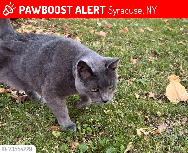 Lost Unknown Cat last seen Front porch, Syracuse, NY 13210