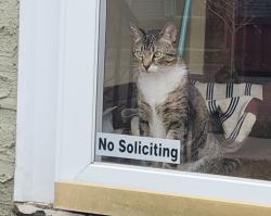 Reunited Male Cat last seen James Ave and prior ave, Saint Paul, MN 55105