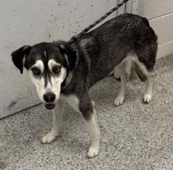 Shelter Stray Female Dog last seen 115th and Holmes Rd, KCMO, 64131, 64131, MO, 7077 Elmwood Ave, Kansas City, MO 64132, USA