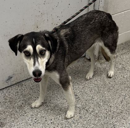 Shelter Stray Female Dog last seen 115th and Holmes Rd, KCMO, 64131, 64131, MO, 7077 Elmwood Ave, Kansas City, MO 64132, USA