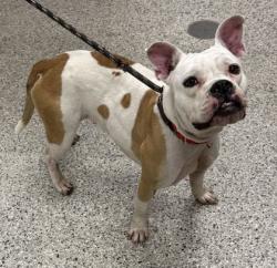 Shelter Stray Female Dog last seen E Coal Mine Rd & Manchester Trfy, KCMO, 64130, 64130, MO, 7077 Elmwood Ave, Kansas City, MO 64132, USA