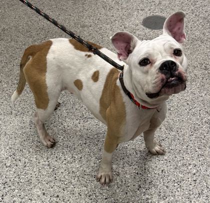 Shelter Stray Female Dog last seen E Coal Mine Rd & Manchester Trfy, KCMO, 64130, 64130, MO, 7077 Elmwood Ave, Kansas City, MO 64132, USA