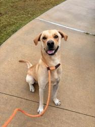 Shelter Stray Male Dog last seen , , TX, 355 Hillshire Dr, Haslet, TX 76052, USA