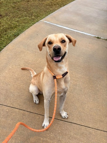 Shelter Stray Male Dog last seen , , TX, 355 Hillshire Dr, Haslet, TX 76052, USA