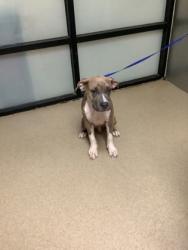 Shelter Stray Male Dog last seen Near Welch Ave, North District, TX, 355 Hillshire Dr, Haslet, TX 76052, USA