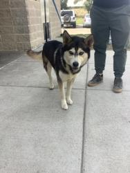Shelter Stray Male Dog last seen Near Sycamore School Rd, Fort Worth, TX 76133, South District, AZ, 355 Hillshire Dr, Haslet, TX 76052, USA