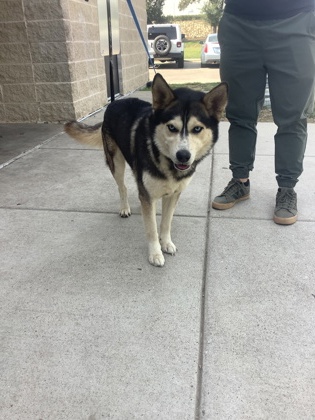 Shelter Stray Male Dog last seen Near Sycamore School Rd, Fort Worth, TX 76133, South District, AZ, 355 Hillshire Dr, Haslet, TX 76052, USA