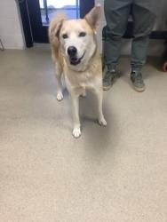Shelter Stray Male Dog last seen Near Sycamore School Rd, Fort Worth, TX 76133, South District, AZ, 355 Hillshire Dr, Haslet, TX 76052, USA