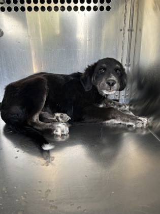 Shelter Stray Male Dog last seen Near GREENFIELD AVE, Central District, TX, 355 Hillshire Dr, Haslet, TX 76052, USA