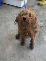 Shelter Stray Male Dog last seen Near Tilapia Dr, North District, TX, 355 Hillshire Dr, Haslet, TX 76052, USA