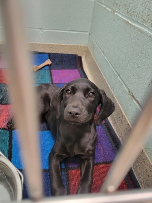 Shelter Stray Unknown Dog last seen Eagletown Rd and IN-32, Westfield City, IN, 10501 Hague Rd, Fishers, IN 46038, USA