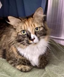 Shelter Stray Female Cat last seen Near park Heights Ave, 21215, MD, 2490 Giles Rd, Baltimore, MD 21225, USA