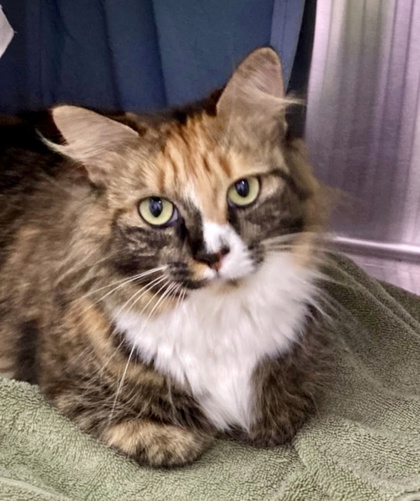 Shelter Stray Female Cat last seen Near park Heights Ave, 21215, MD, 2490 Giles Rd, Baltimore, MD 21225, USA