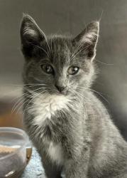 Shelter Stray Male Cat last seen Near N Holliday St, 21202, MD, 2490 Giles Rd, Baltimore, MD 21225, USA