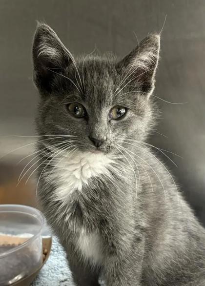Shelter Stray Male Cat last seen Near N Holliday St, 21202, MD, 2490 Giles Rd, Baltimore, MD 21225, USA