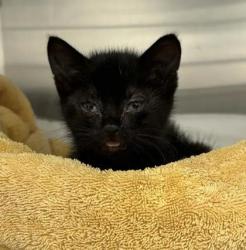 Shelter Stray Male Cat last seen Near Grayson st, 21216, MD, 2490 Giles Rd, Baltimore, MD 21225, USA