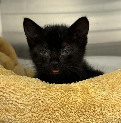 Shelter Stray Male Cat last seen Near Grayson st, 21216, MD, 2490 Giles Rd, Baltimore, MD 21225, USA